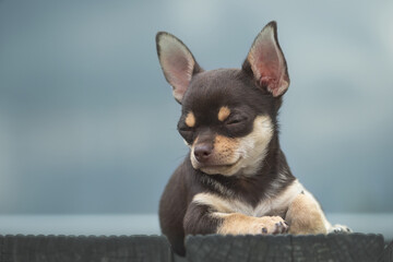 cute chihuahua puppy,relax on floor, The Chihuahua