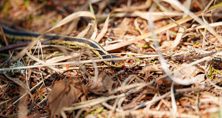 garder snake in grass field