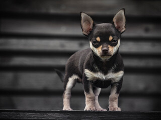 portrait of Cute puppy of chihuahua dog