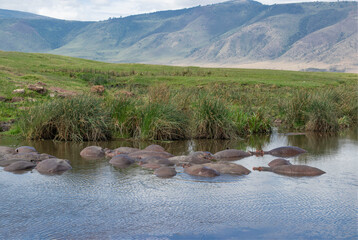 Hippos lying in a lake at Ngorongoro Crater in Tanzania