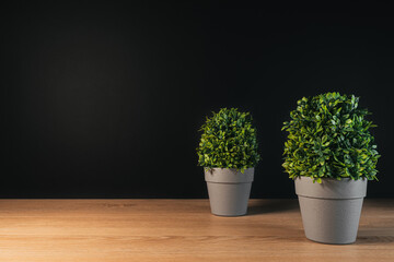 Two Plants on a desk with black background copy space