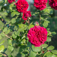 Red roses in blossom