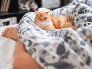 Cute ginger cat lying in bed near pet's owner feet. Fluffy pet relaxing on patterned linen. Morning at cozy home.
