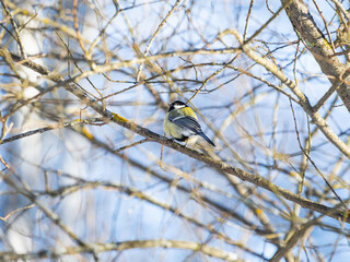 Chickadee Parus sitting on frozen tree branch. Colorful bird in winter forest.