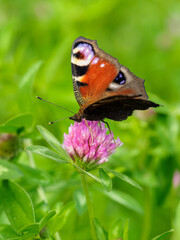 Peacock butterfly on a clover flower.