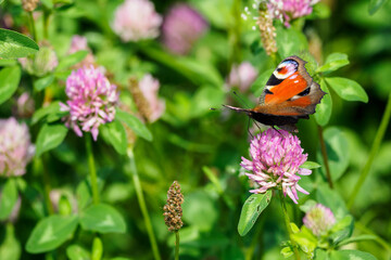 Peacock butterfly on a clover flower.