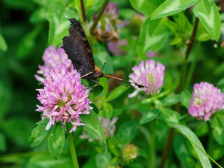 Peacock butterfly on a clover flower.