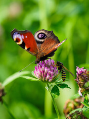 Peacock butterfly on a clover flower.