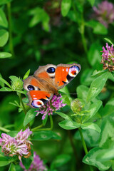 Peacock butterfly on a clover flower.