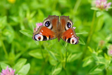 Peacock butterfly on a clover flower.