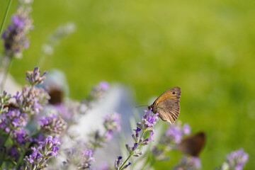 Buckwheat on a lavender flower.