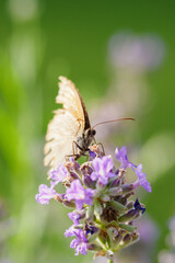 Plum on a lavender flower.