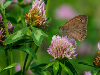 Buckwheat perch on a clover flower.