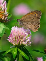 Buckwheat perch on a clover flower.