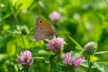 Buckwheat perch on a clover flower.