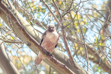 hawk on a tree