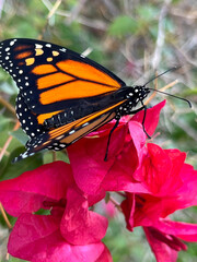 Bougainvillea flowers with monarch butterfly.