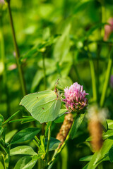 Yellow buckthorn on a pink clover flower.