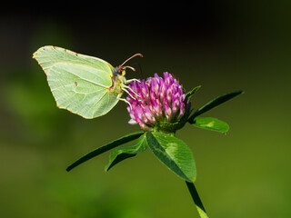 Yellow buckthorn on a pink clover flower.