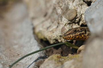 Closeup on a fearful looking common wall lizard, Podarcis muralis , peaking out of her nest
