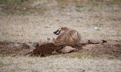 western badlands American badger hunting