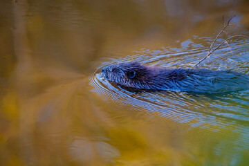 beaver in river with stick