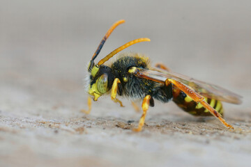 Closeup on a male kleptoparasite Painted Nomad bee, Nomada fucata , sitting on a piece of wood