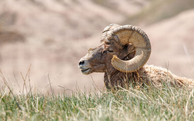 Fototapeta premium Badlands desert bighorn sheep on slopes