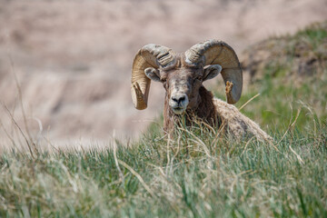 Obraz premium Badlands desert bighorn sheep on slopes