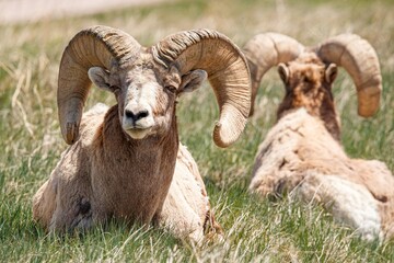 Badlands desert bighorn sheep on slopes