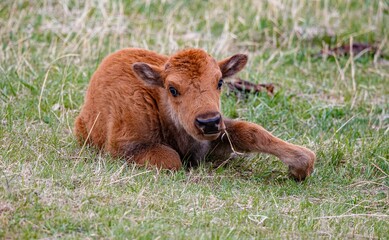 American bison buffalo calf 