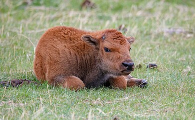 Fototapeta premium American bison buffalo calf 