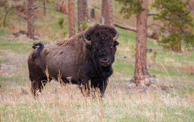 American bison buffalo calf 