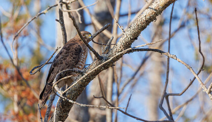 Cooper's hawk perched on tree branch