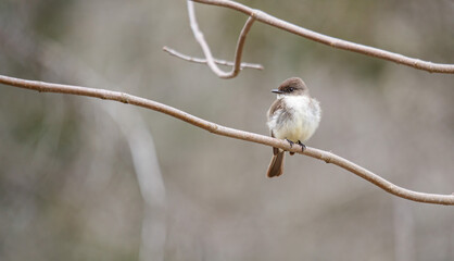 Flycatcher Phoebe bird on tree branch