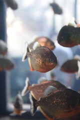 Peixe rodeado de cardume