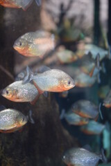 Peixe rodeado de cardume