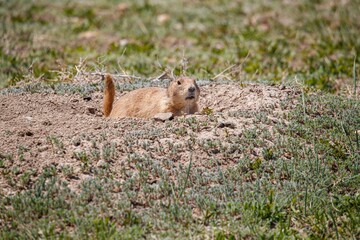 Prairie dog in hole in ground
