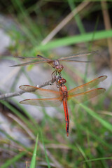 red dragonfly on a branch in grass