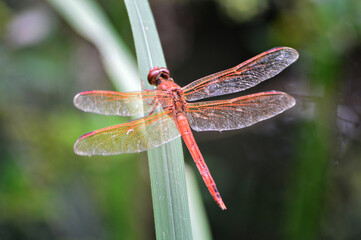 red dragonfly on a blade of grass