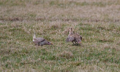 Sharp tailed grouse in field 