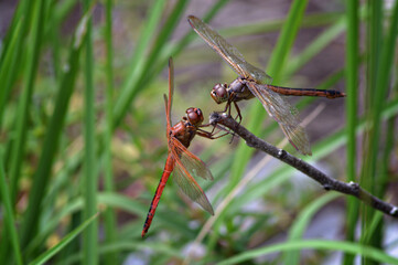 red and black dragonfly on a branch 1