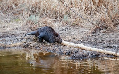 Beavers in river