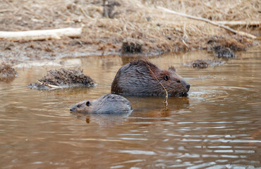 Fototapeta premium Beavers in river