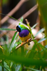 Pequeno pássaro colorido 