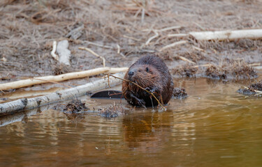 Beavers in river