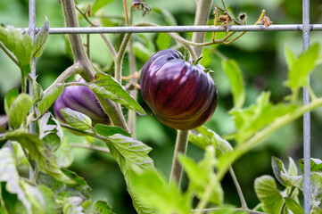 Sart Roloise Tomato Purple Tomato plant with unique purple tomatoes growing in a kitchen garden

