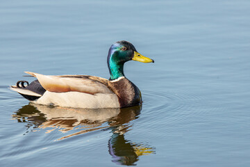 Mallard