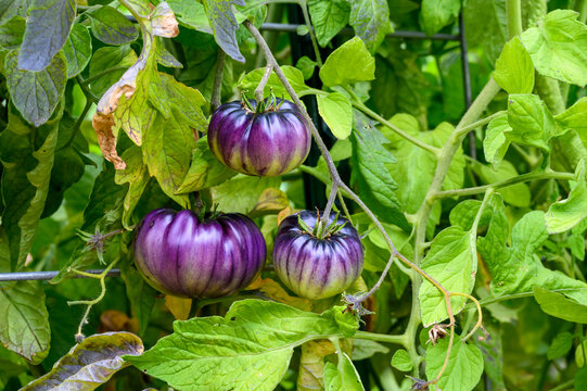 Sart Roloise Tomato Purple Tomato plant with unique purple tomatoes growing in a kitchen garden
