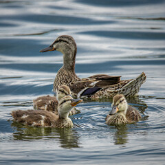 Duc and Ducklings